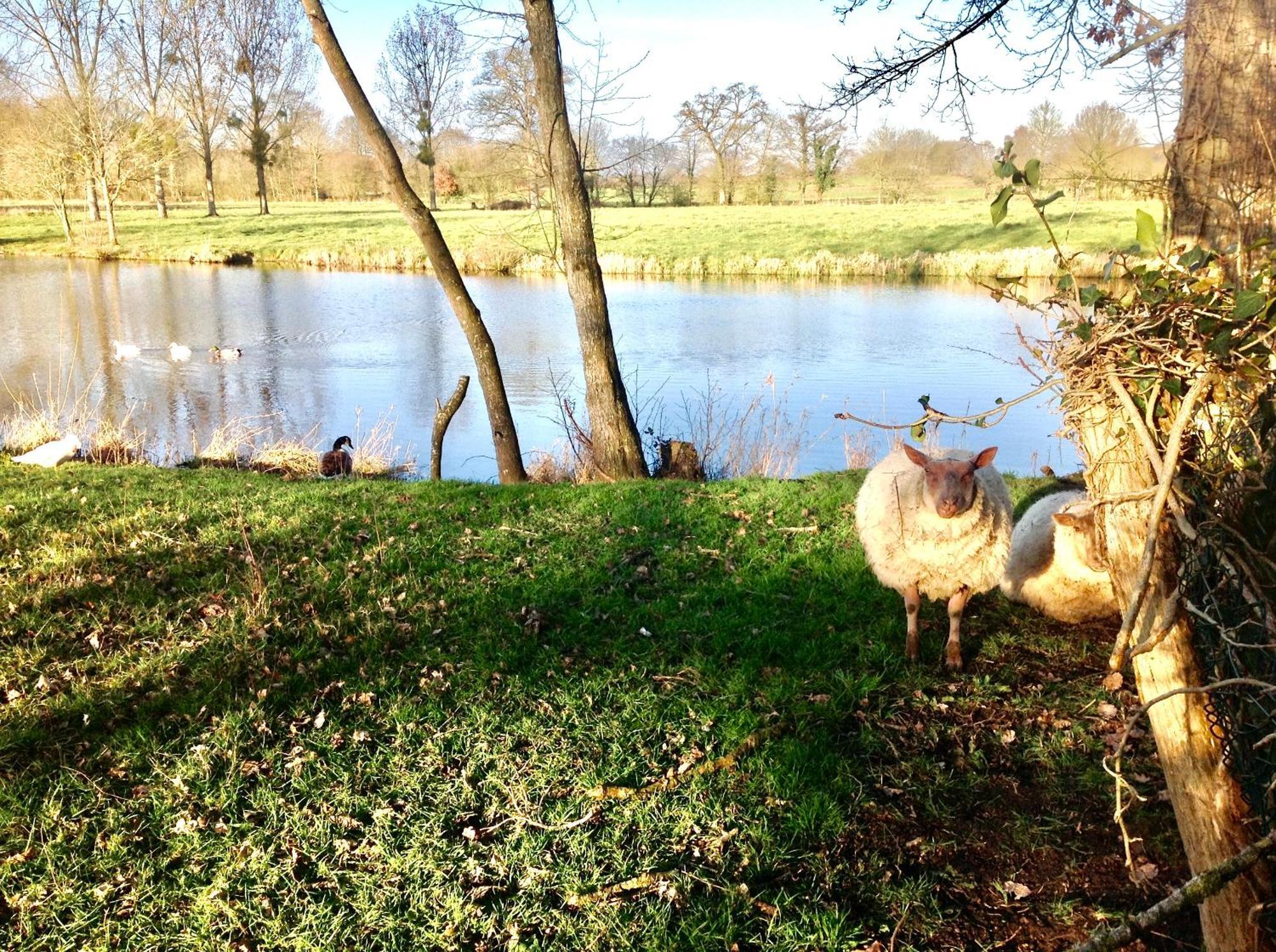 Au Pont Ricoul Bed and Breakfast Saint-Pierre-de-Plesguen Buitenkant foto